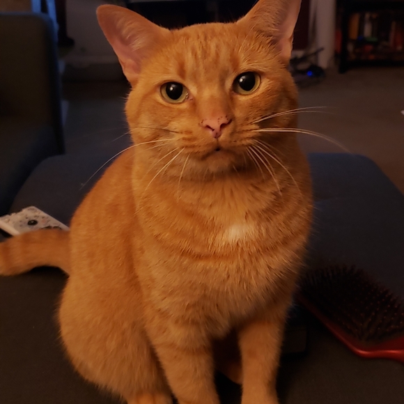 Julie R (AKA Forza) - Meet your posher - Picture 8 of 12